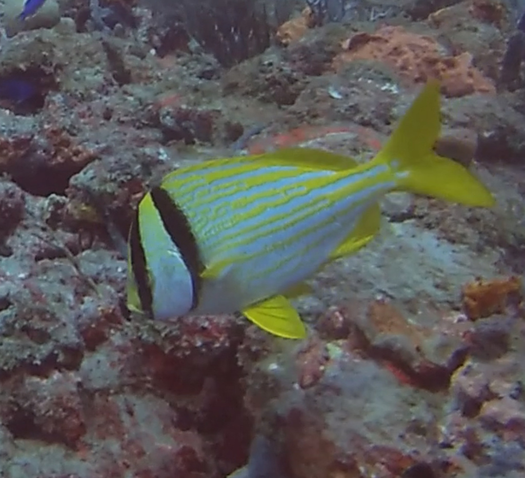 Porkfish from North Atlantic Ocean, FL, US on March 13, 2021 at 0101