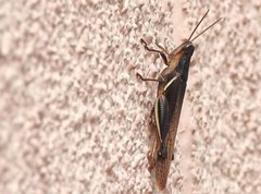 Stenocatantops mistshenkoi