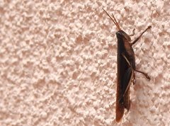 Stenocatantops mistshenkoi