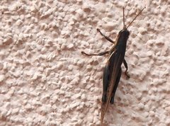 Stenocatantops mistshenkoi