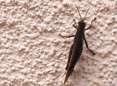 Stenocatantops mistshenkoi