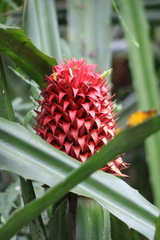 Aechmea magdalenae image