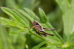 Metrioptera brachyptera