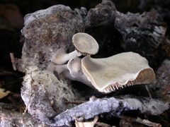 Asterophora mirabilis