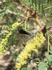 Hesperopsis libya