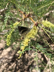 Hesperopsis libya