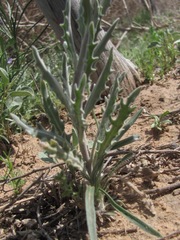 Dimorphocarpa candicans