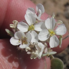 Dimorphocarpa candicans