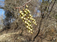 Stachyurus praecox