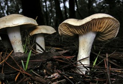 Cortinarius austroalbidus