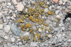 Polycauliona bolacina