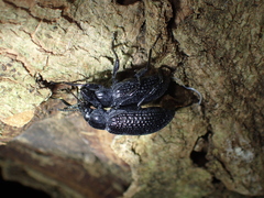 Derosphaerus sinensis