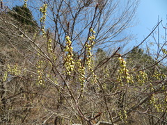 Stachyurus praecox