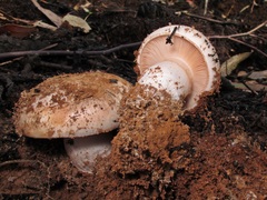 Cortinarius sublargus