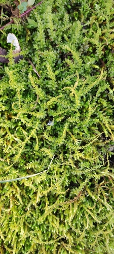 merík hrotitý (Plagiomnium cuspidatum)
