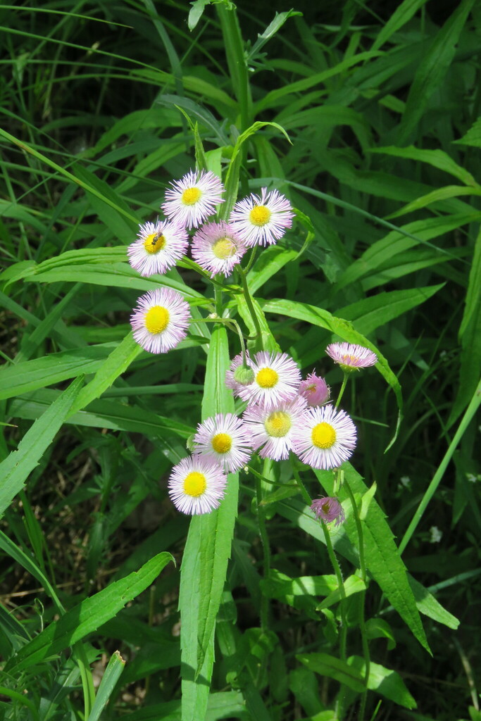 philadelphia-fleabane-from-indian-brook-reservoir-essex-vt-05452-usa