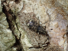 Eucorynus crassicornis