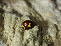 Derispia maculipennis