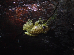 Amolops hongkongensis