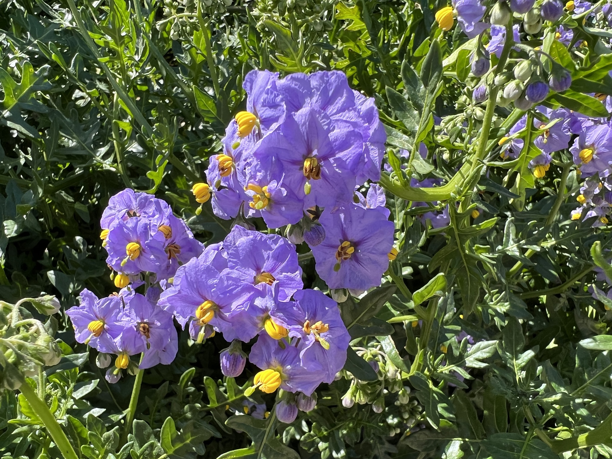 Solanum pinnatum