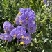 Solanum pinnatum - Photo (c) Carlos E. Valdivia, alguns direitos reservados (CC BY-NC), enviado por Carlos E. Valdivia