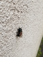 Osmia lignaria propinqua