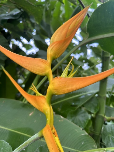 Heliconia latispatha