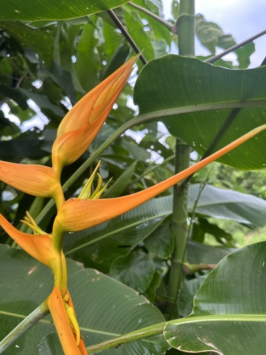 Heliconia latispatha