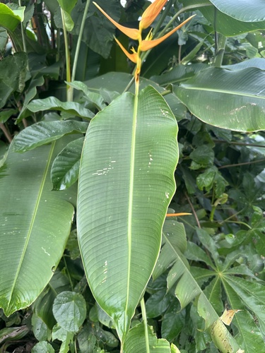 Heliconia latispatha
