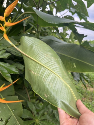 Heliconia latispatha
