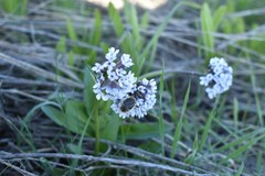 Valeriana chionophila
