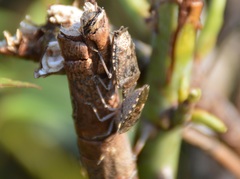 Rhaphigaster nebulosa