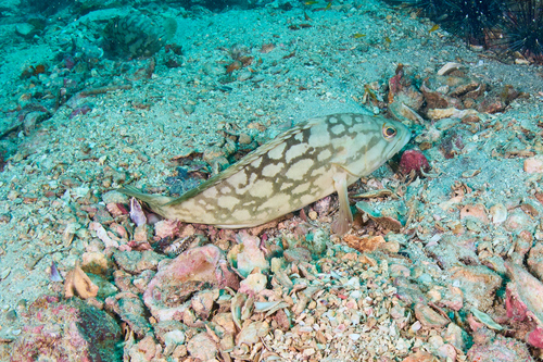 Cloudy Grouper — seen at this dive site