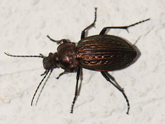 Carabus ulrichii