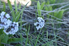 Valeriana chionophila