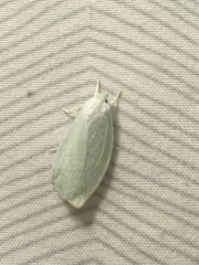 Nymphostola galactina