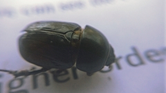 Acrossidius tasmaniae