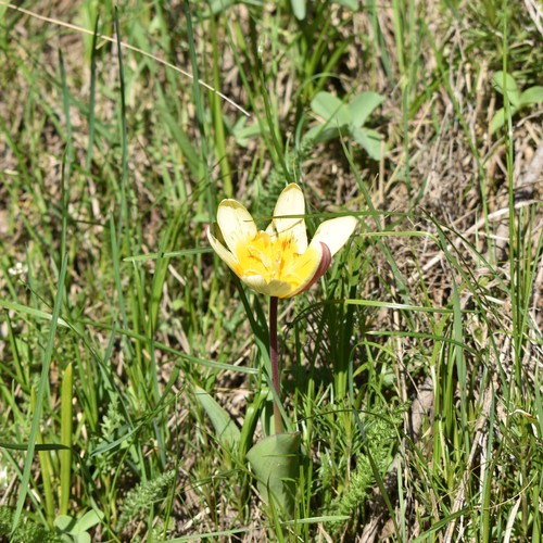 Water-lily tulip (Tulipa kaufmanniana)