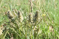 Pedicularis olgae