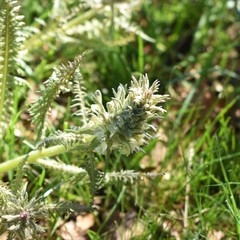 Pedicularis olgae