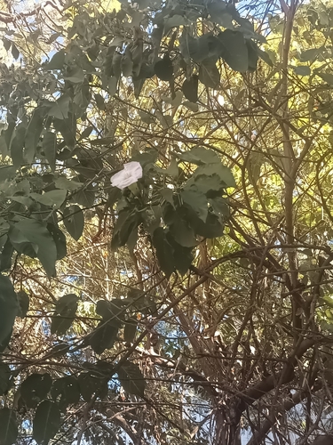 Image of Ipomoea intrapilosa by (c) Ricardo Betancourt Sánchez, some rights reserved (CC BY)