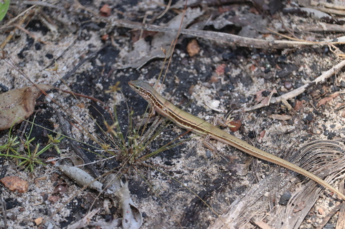 Lowlands Plain-backed Ctenotus, Ctenotus essingtonii