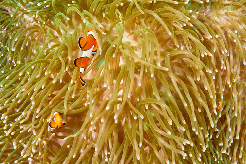Ocellaris Anemonefish — seen at this dive site
