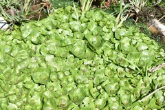 Veronica beccabunga muscosa