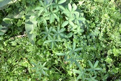 Gymnospermium albertii