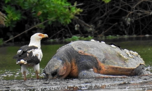 Palm-Nut Vulture