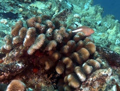 Pocillopora grandis