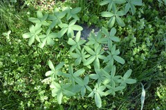 Gymnospermium albertii