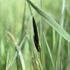 Carex melanostachya