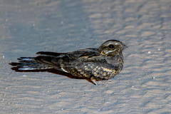 Rufous-Cheeked Nightjar photo 5